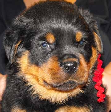 Ballardhaus rottweiler top